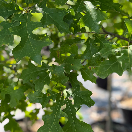 Overcup Oak