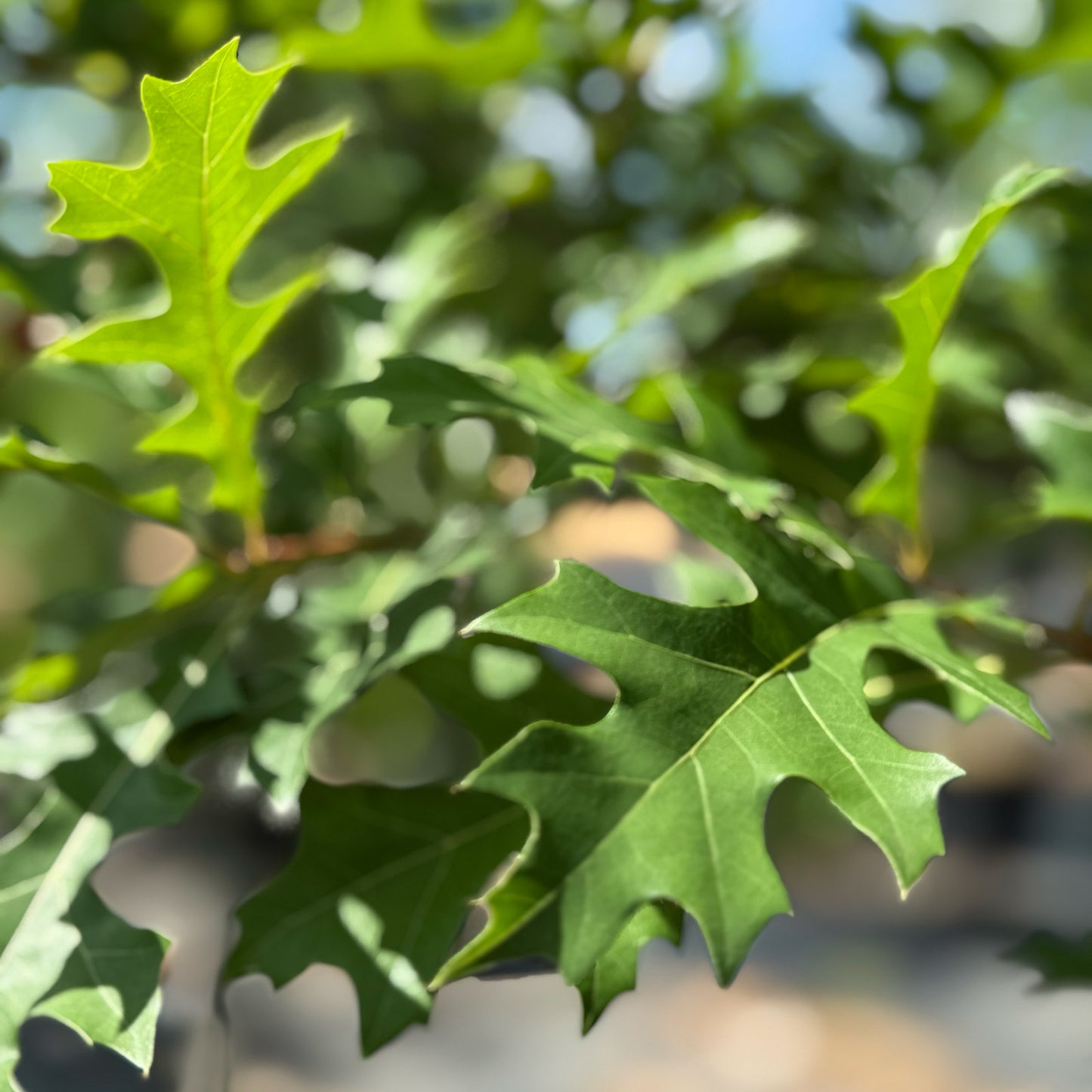 Overcup Oak