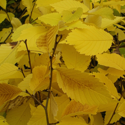Princeton Elm