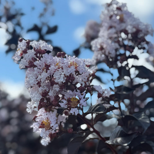 Thunderstruck™ Ruby Crape Myrtle