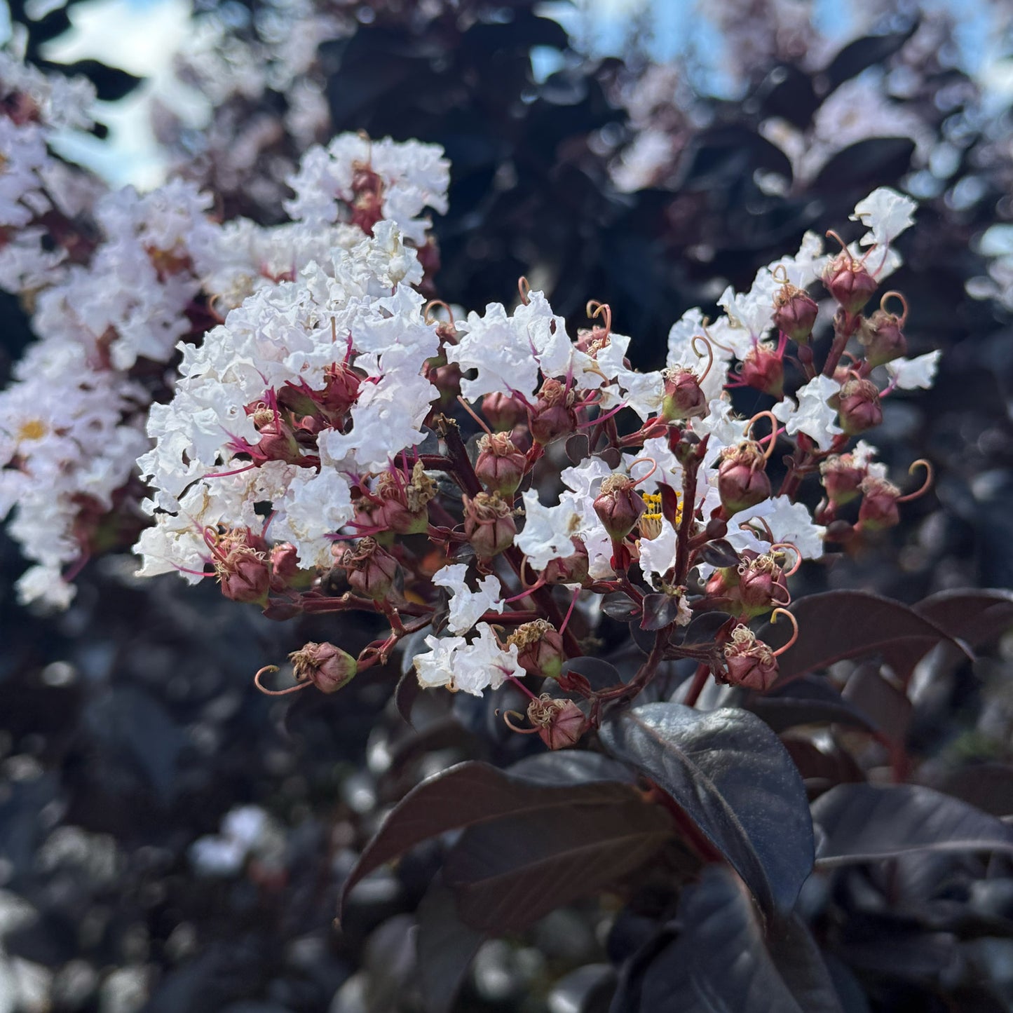 Thunderstruck™ Ruby Crape Myrtle