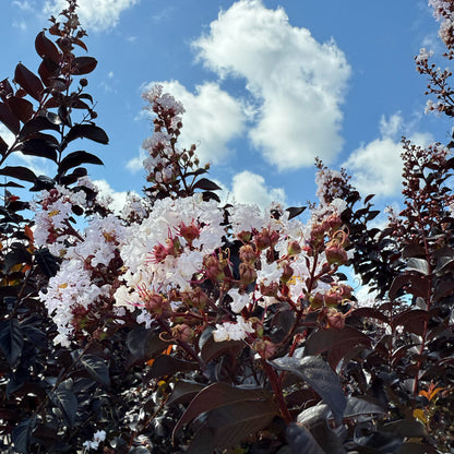 Thunderstruck™ Ruby Crape Myrtle