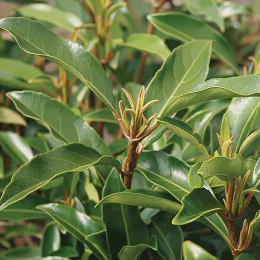 Chindo Viburnum