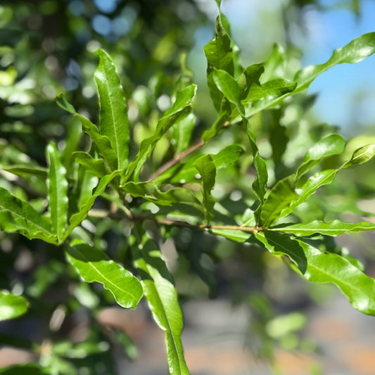 Willow Oak